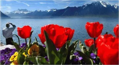 Tulips  along the Lake jigsaw puzzle