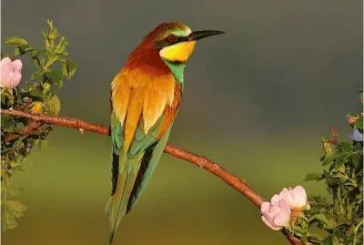 Bird