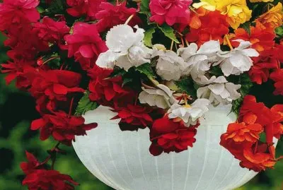 Jardinera