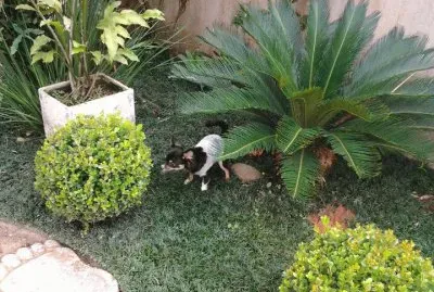 Nick no jardim jigsaw puzzle