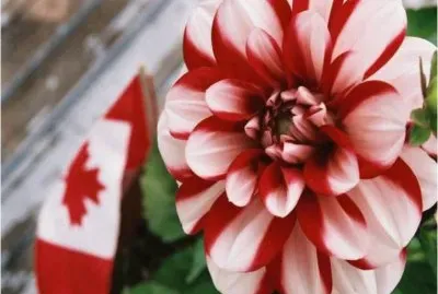 Canada jigsaw puzzle