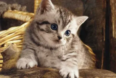 gatet