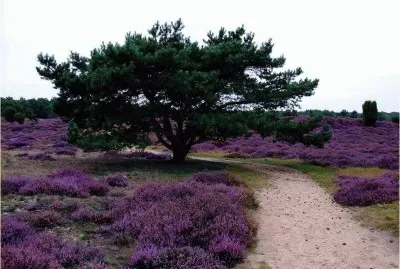 Drouwenerzand  the Netherlands