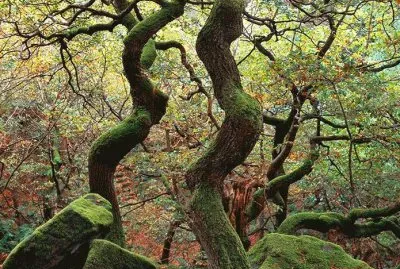 deep forest