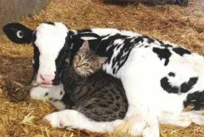 fast friends