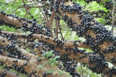 Jaboticabeira 2