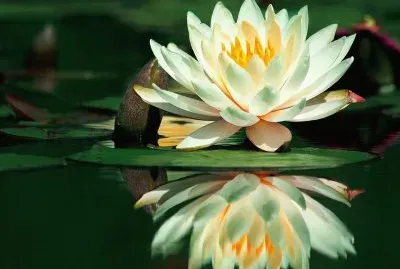 Flor de Lotus