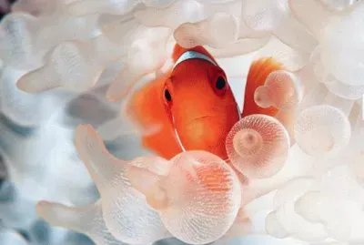 found Nemo