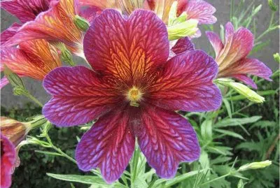 Flower jigsaw puzzle