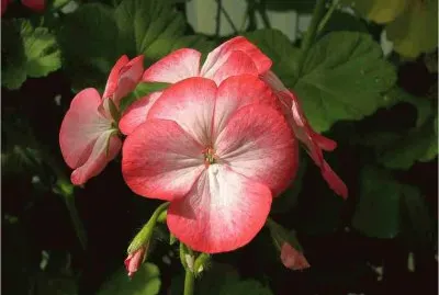 Flower jigsaw puzzle