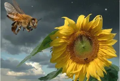 Sunflower with Bee jigsaw puzzle