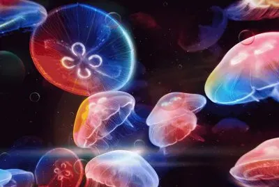 פאזל של 4trt6z7