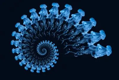 bluefern