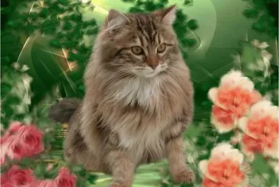 פאזל של Cat