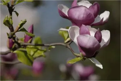 פאזל של Springtime