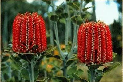 פאזל של Banksia coccinea  Flowers