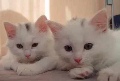 פאזל של Young Cats