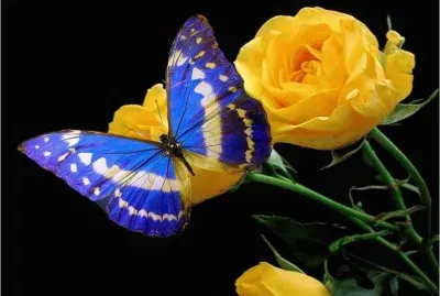 פאזל של Butterfly