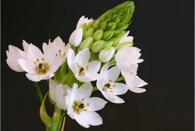 פאזל של Flower