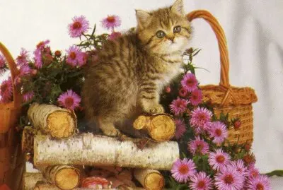gatet
