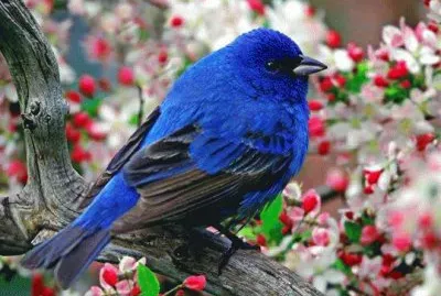 AZULEJO ENTRE FLORES