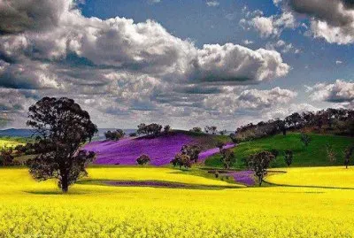 PAISAJE FLORIDO