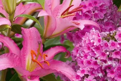 Lilies and Phlox