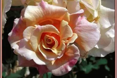 Rose