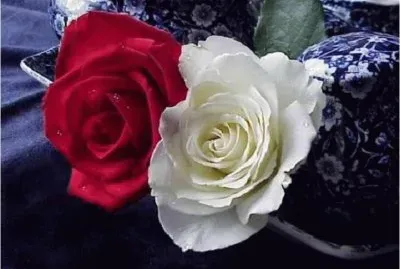 Roses