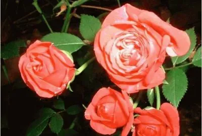 Rose