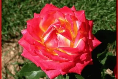 Rose