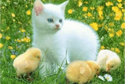 פאזל של Young Cat with Chicken