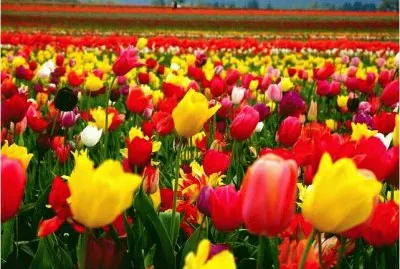 Tulip field