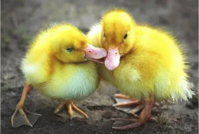 פאזל של Young Ducks