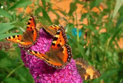 פאזל של Butterfly Garden