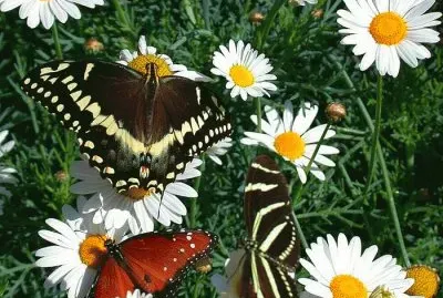 Butterfly Garden