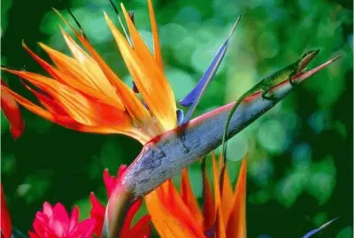 פאזל של Strelitzia