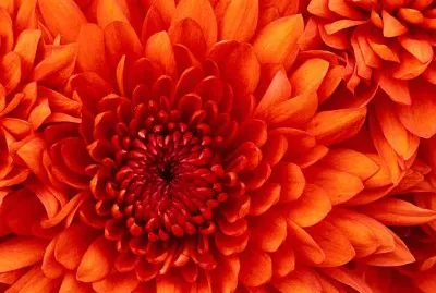 flor