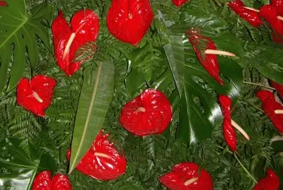 Anthurium