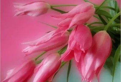 פאזל של Tulips