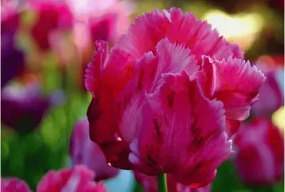 Tulips