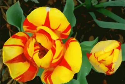 פאזל של Tulips