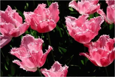 פאזל של Tulips