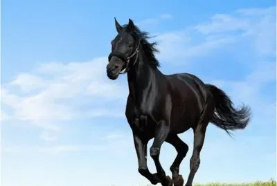 פאזל של Black Horse