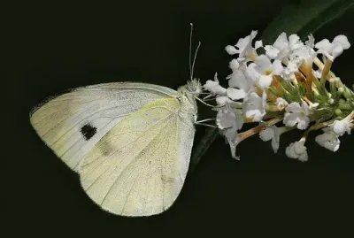 פאזל של Romance in White