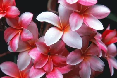 flores 6