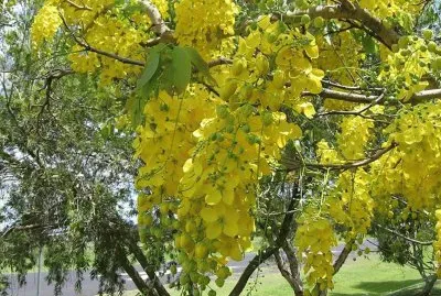Cassia Fistula - Mexico