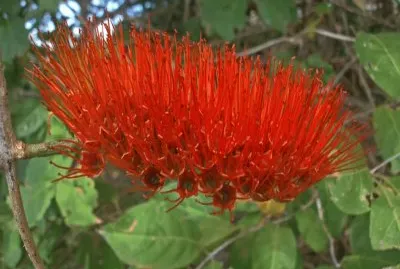 Combretum Farinosum