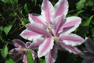 פאזל של Flowers