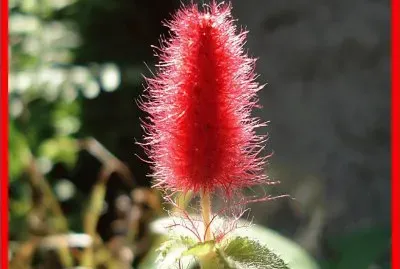 Acalypha Reptans (Rabo de Gato)